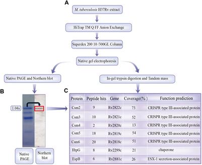 EspB and HtpG interact with the type III-A CRISPR/Cas system of Mycobacterium tuberculosis